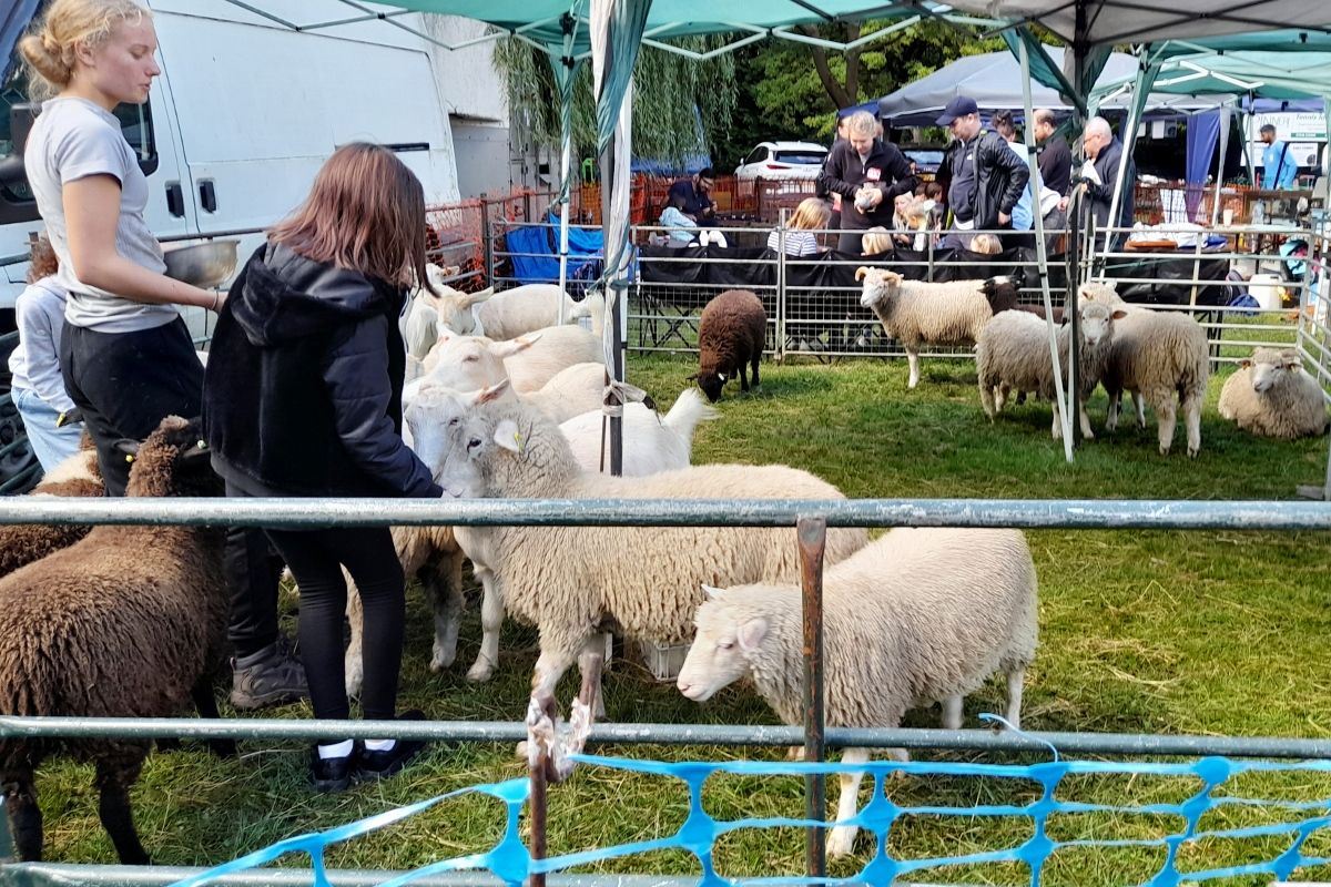 2022 Pinner Rotary Village Show Pinner Rotary
